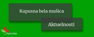 Read more about the article KUPUSNA BELA MUŠICA ili KUPUSNI ŠTITASTI MOLJAC (Aleyrodes beassicae)