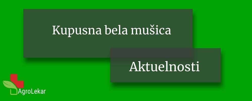 Read more about the article KUPUSNA BELA MUŠICA ili KUPUSNI ŠTITASTI MOLJAC (Aleyrodes beassicae)