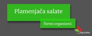 Read more about the article Plamenjača salate