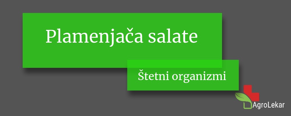 You are currently viewing Plamenjača salate