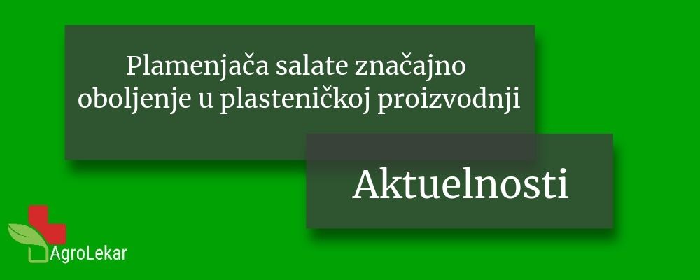 Read more about the article PLAMENJAČA SALATE ZNAČAJNO OBOLJENJE U PLASTENIČKOJ PROIZVODNJI