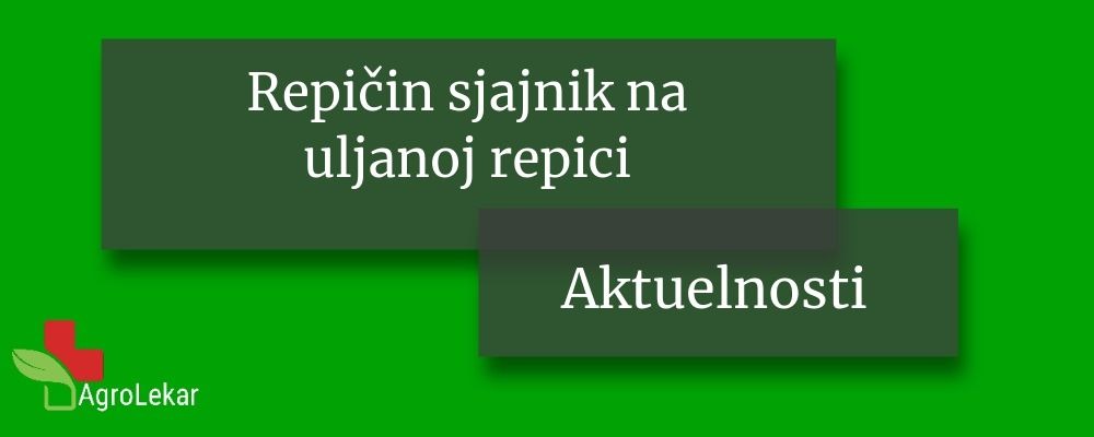 Read more about the article REPIČIN SJAJNIK NA ULJANOJ REPICI