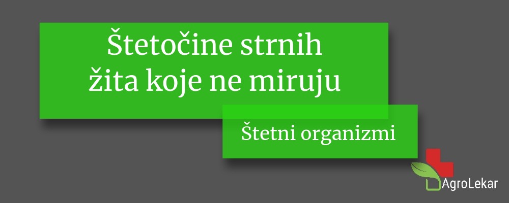You are currently viewing Štetočine strnih žita koje ne miruju