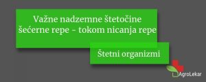Read more about the article Važne nadzemne štetočine šećerne repe – tokom nicanja repe