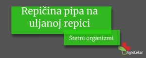 Read more about the article Repičina pipa na uljanoj repici
