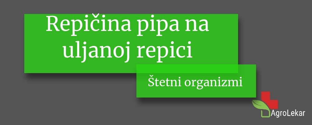 You are currently viewing Repičina pipa na uljanoj repici