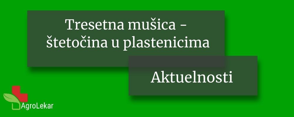 Read more about the article TRESETNA MUŠICA – ŠTETOČINA U PLASTENICIMA