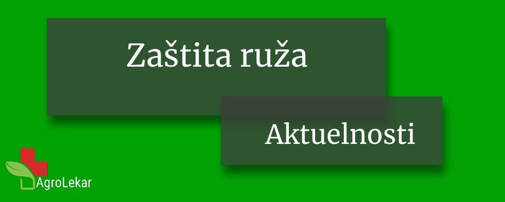 Read more about the article ZAŠTITA RUŽA