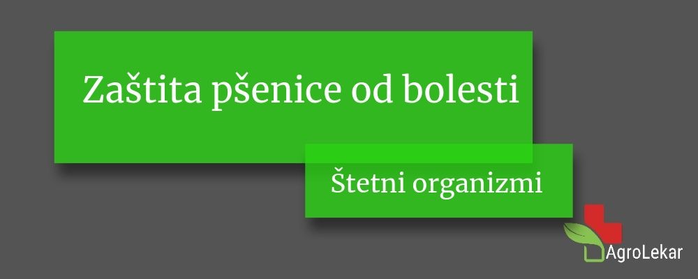 You are currently viewing Zaštita pšenice od bolesti