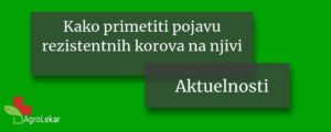 Read more about the article KOROV NA NJIVI – REZISTENTNI KOROVI NA NJIVI