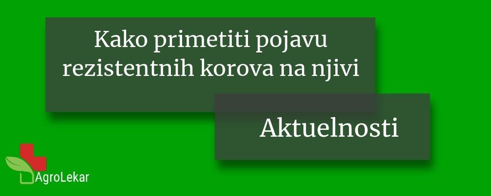 You are currently viewing KOROV NA NJIVI – REZISTENTNI KOROVI NA NJIVI