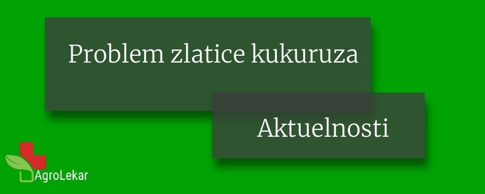 You are currently viewing PROBLEM ZLATICE KUKURUZA (Diabrotica spp.)