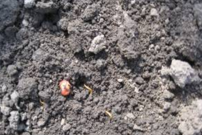 zaštita semena kukuruza insekticidom
