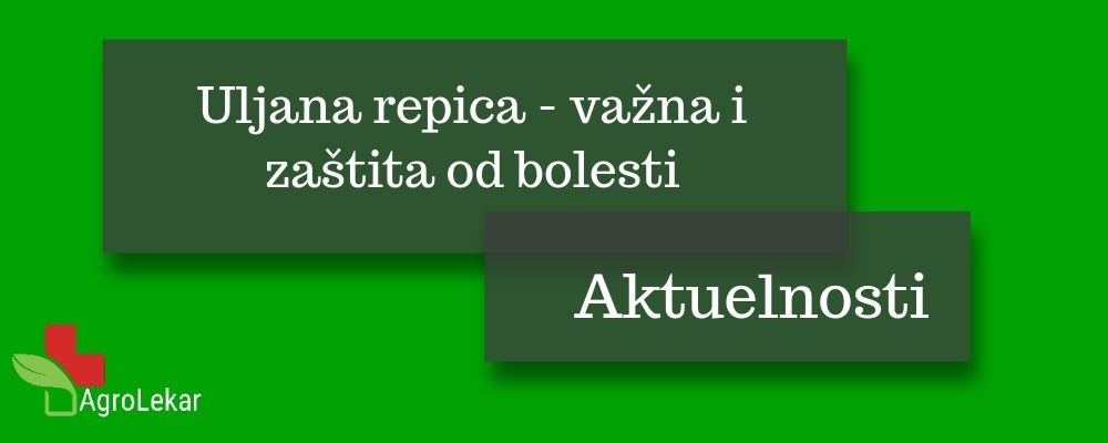 You are currently viewing ULJANA REPICA – VAŽNA I ZAŠTITA OD BOLESTI
