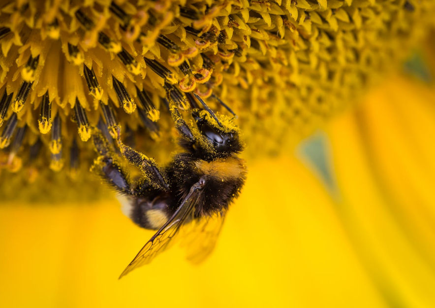 Pčele i pesticidi