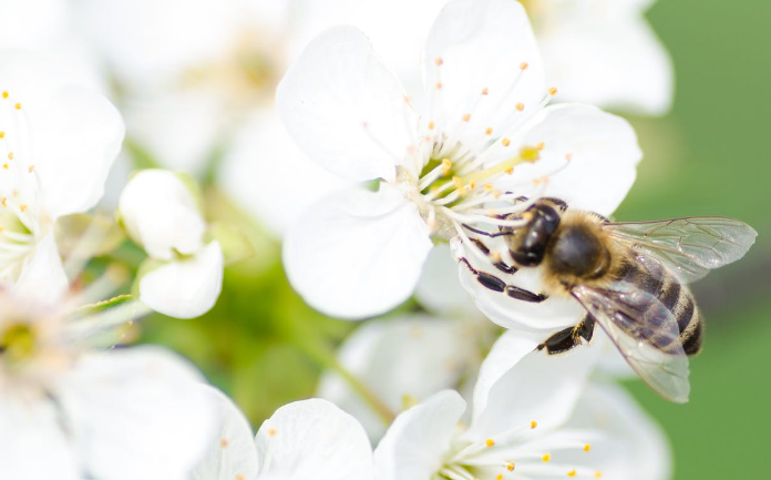 Pčele i insekticidi - oprasivanje