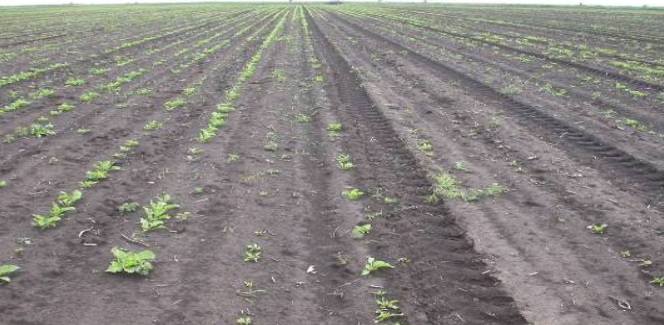 IZBOR PESTICIDA I PRIMENA U SUŠNIM USLOVIMA