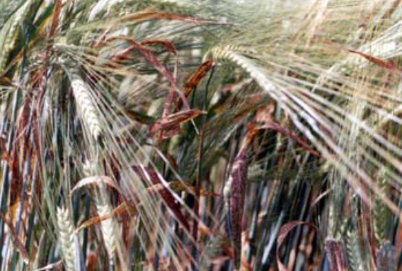 RAMULARIOZNA PEGAVOST PRED ŽETVU JEČMA - zastita ječma