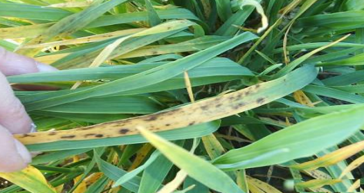 RAMULARIOZNA PEGAVOST - zaštita ječma