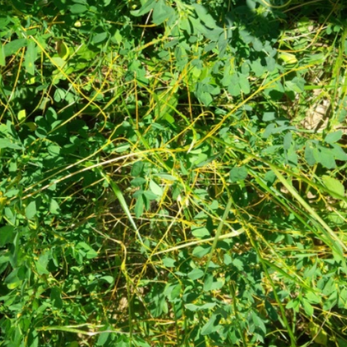 VILINA KOSICA U LUCERKI I SUZBIJANJE2