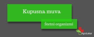 Read more about the article KUPUSNA MUVA
