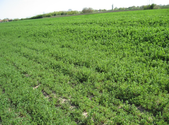 LUCERKINE PIPE MOGU NANETI ZNAČAJNE ŠTETE LUCERKI