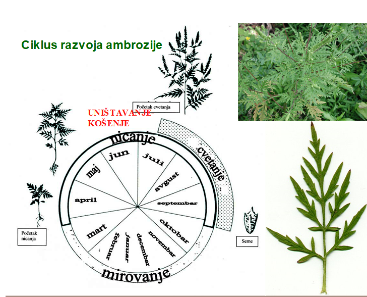 ambrozija ciklus razvoja