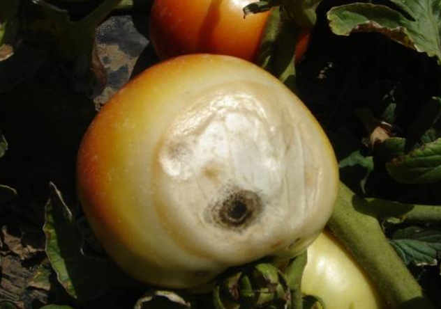 ozegotine simptomi