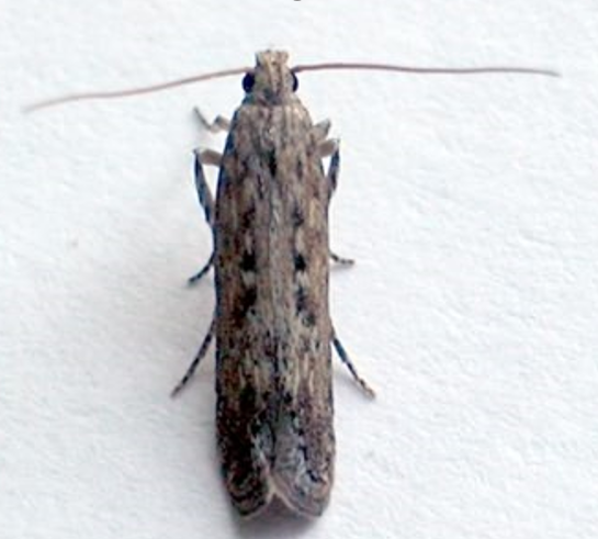 Imago - krompirov moljac