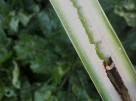 blitvina pipa - larva u lisnoj dršci