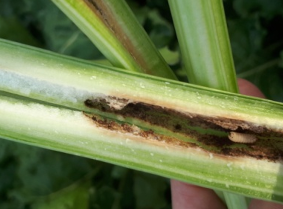 Larva i razoreno tkivo u lisnoj dršci