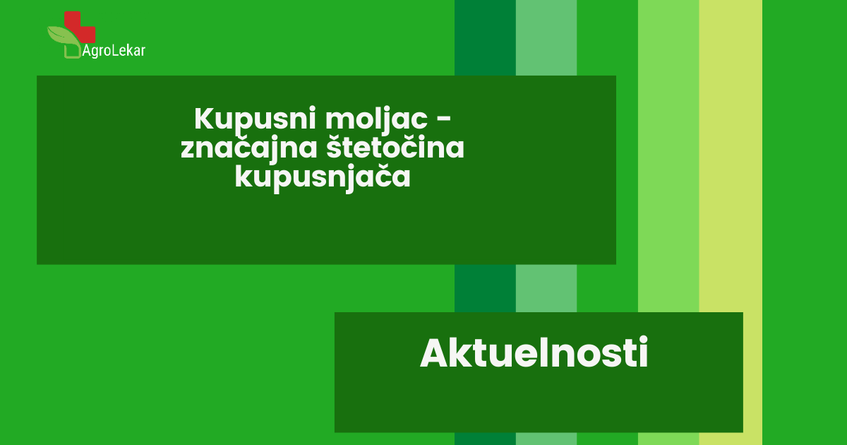 You are currently viewing KUPUSNI MOLJAC – ZNAČAJNA ŠTETOČINA KUPUSNJAČA