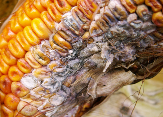 MIKOTOKSINI - Fusarium spp na klipu kukuruza