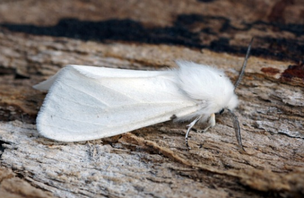 Leptir dudovca