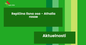 Read more about the article REPIČINA LISNA OSA – Athalia rosae