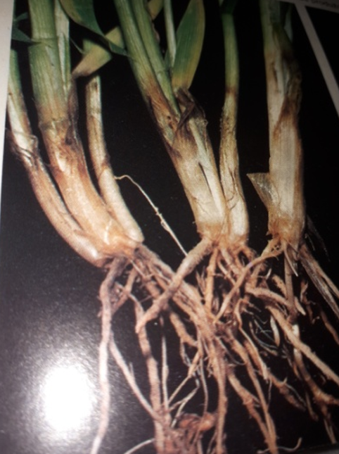 fusarium
