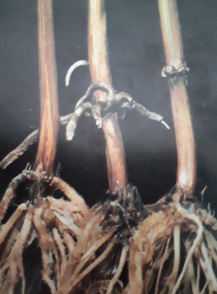 fusatium2