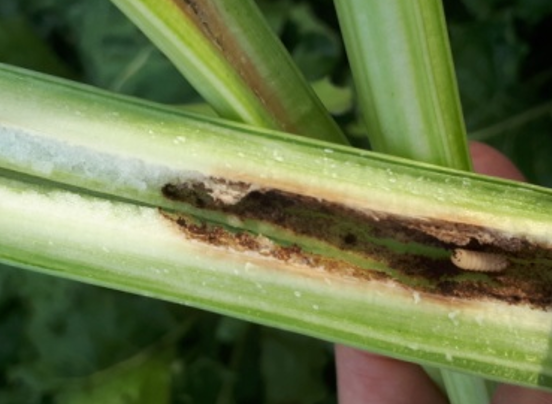 Larva blitvine pipe u lisnj dršci