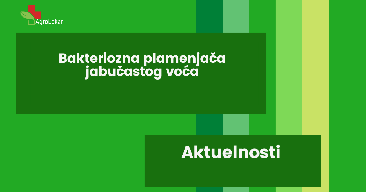 Read more about the article BAKTERIOZNA PLAMENJAČA JABUČASTOG VOĆA