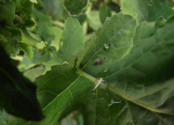 OPASNE ŠTETOČINE ULJANE REPICE