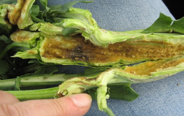 PIPE - OPASNE ŠTETOČINE ULJANE REPICE