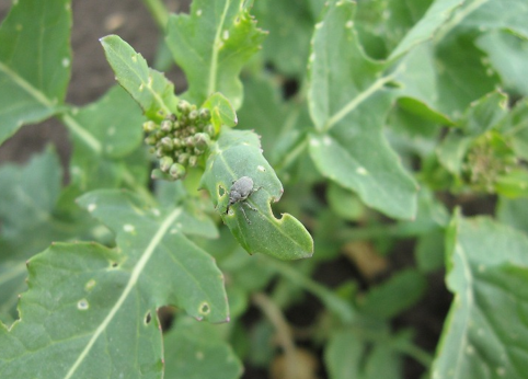 PIPE OPASNE STETOCINE