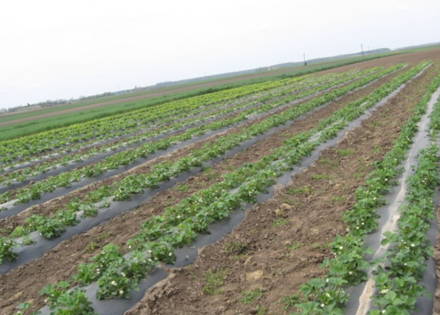 BOLESTI JAGODE I ZAŠTITA