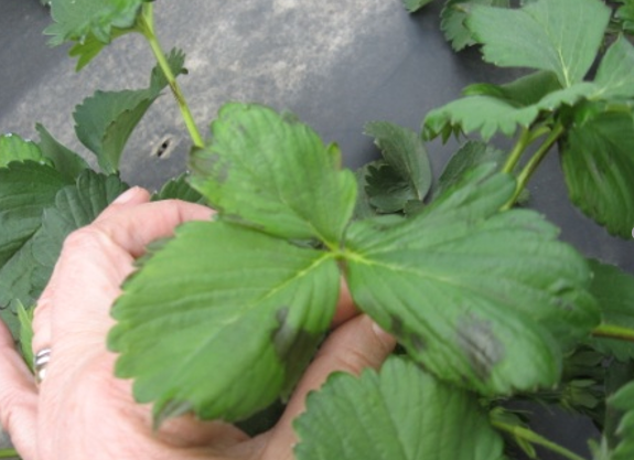 simptomi pegavost lista