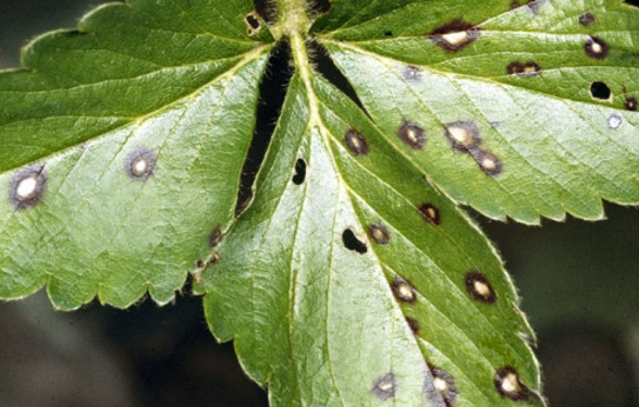 simptomi pegavosti - BOLESTI JAGODE I ZAŠTITA