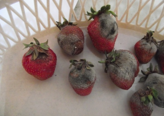 simptomi sive trulezi