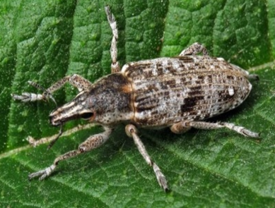 repina pipa