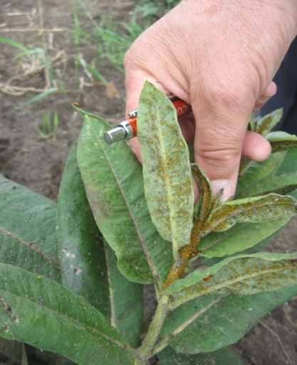 biljne vasi na korovu (Cigansko perje)