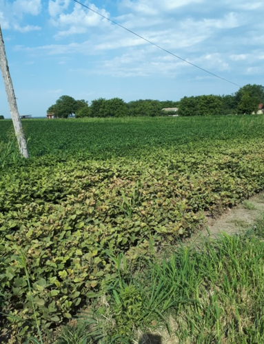 GRINJE PRISUTNE NA SOJI primer