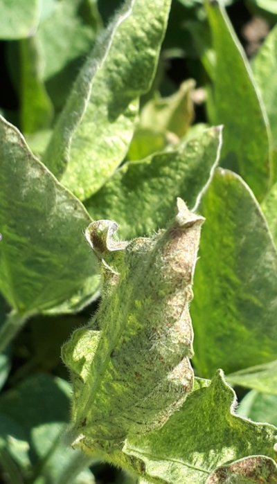 GRINJE PRISUTNE NA SOJI